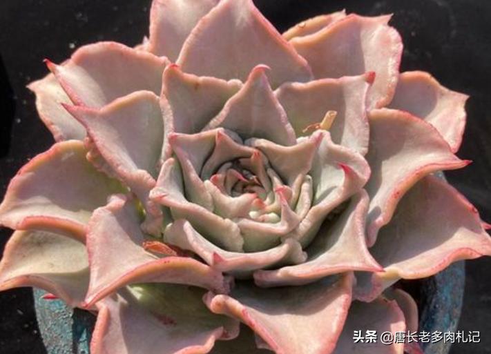 多肉饺子皮夏天,多肉饺子皮该如何养护