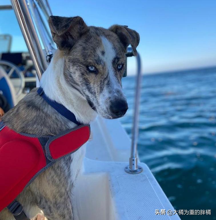 怎么训练狗狗上车下车,如何让狗狗乖乖的学会坐车