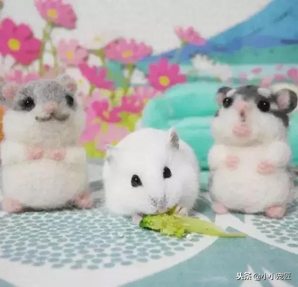 仓鼠宝宝除了喝奶还能吃什么,仓鼠除了吃鼠粮还可以吃什么