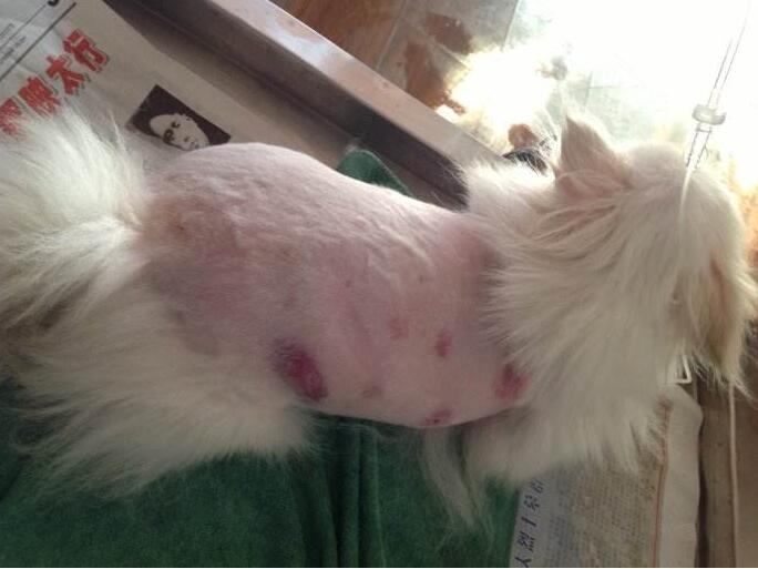 博美犬掉毛掉得厉害是什么原因,博美犬掉毛的原因与处理方法