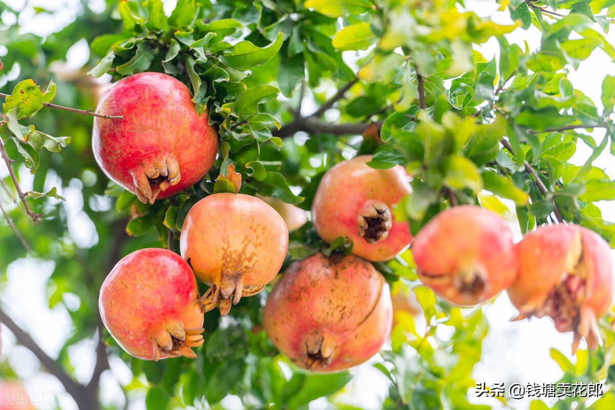 3种果树公认经济价值高,适合别墅种的果树有哪些