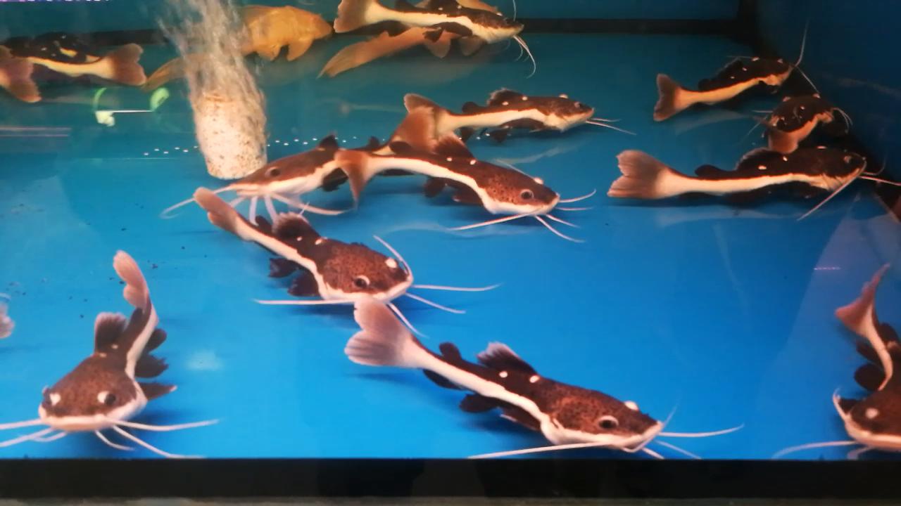 凶猛观赏鱼从哪里买,观赏鱼市场买热带鱼