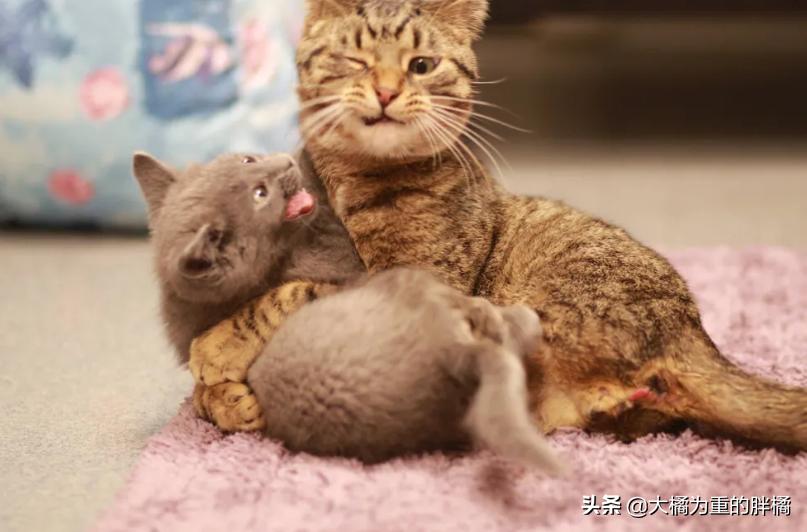 宠物猫后腿残疾怎么办,小猫后腿无力拖着走路