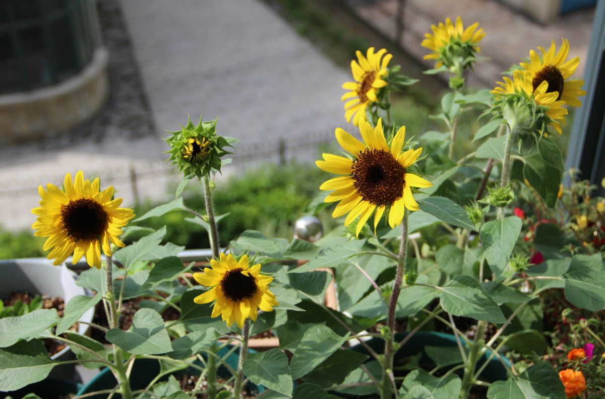 向日葵户外盆栽怎么养活,向日葵养殖小诀窍