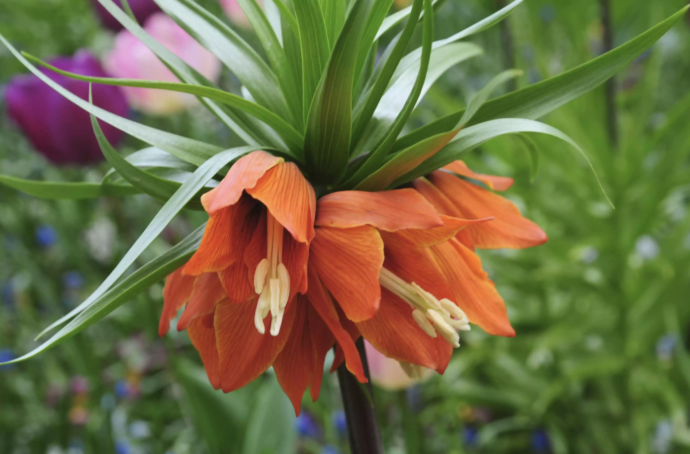 充满活力阳光的花,20种需要阳光的花