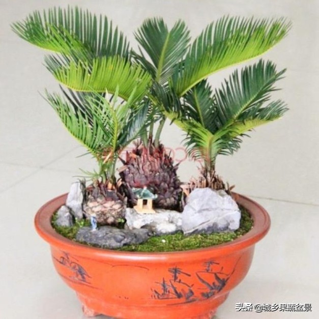 铁树盆景养殖技巧,铁树盆景制作全过程