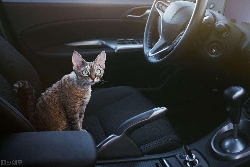 猫咪突然换主人会怎么样,猫咪换主人会想念以前的主人吗