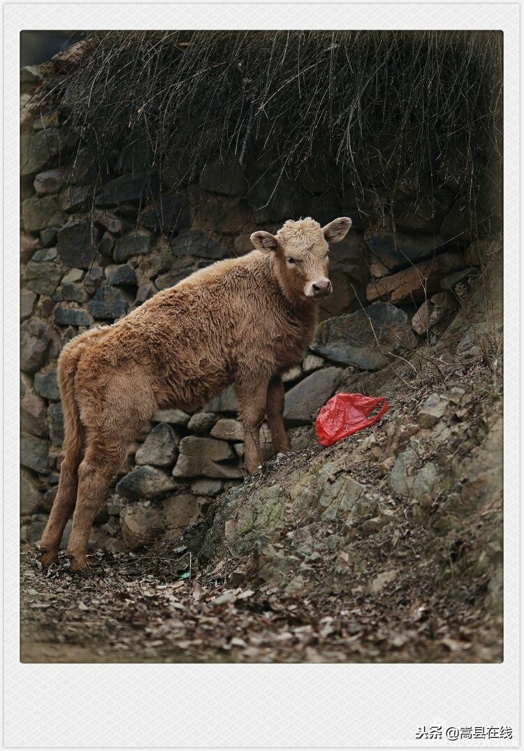 航拍闫庄镇街景,嵩县闫庄图片
