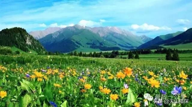 伊犁可克达拉草原,伊犁草原之旅