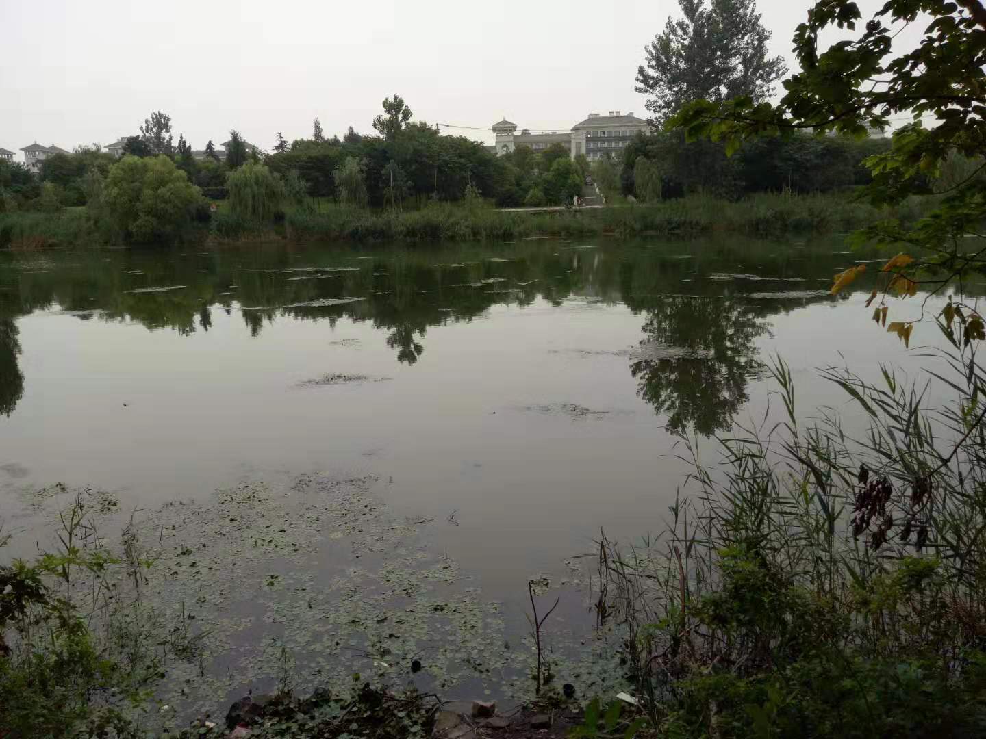 窝子里黑鱼在哪个水层,窝子黑鱼