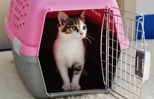 猫咪第一次用猫包注意什么,猫咪自制包