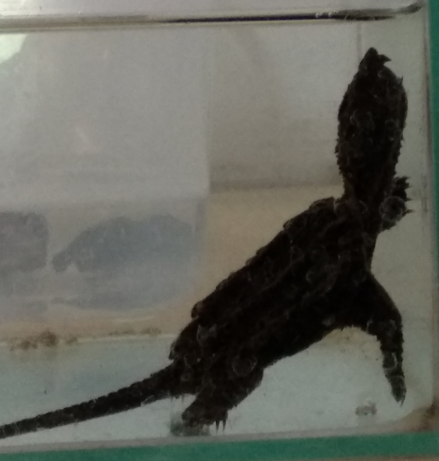 龟得了白眼病容易好吗,龟得了白眼病怎么治