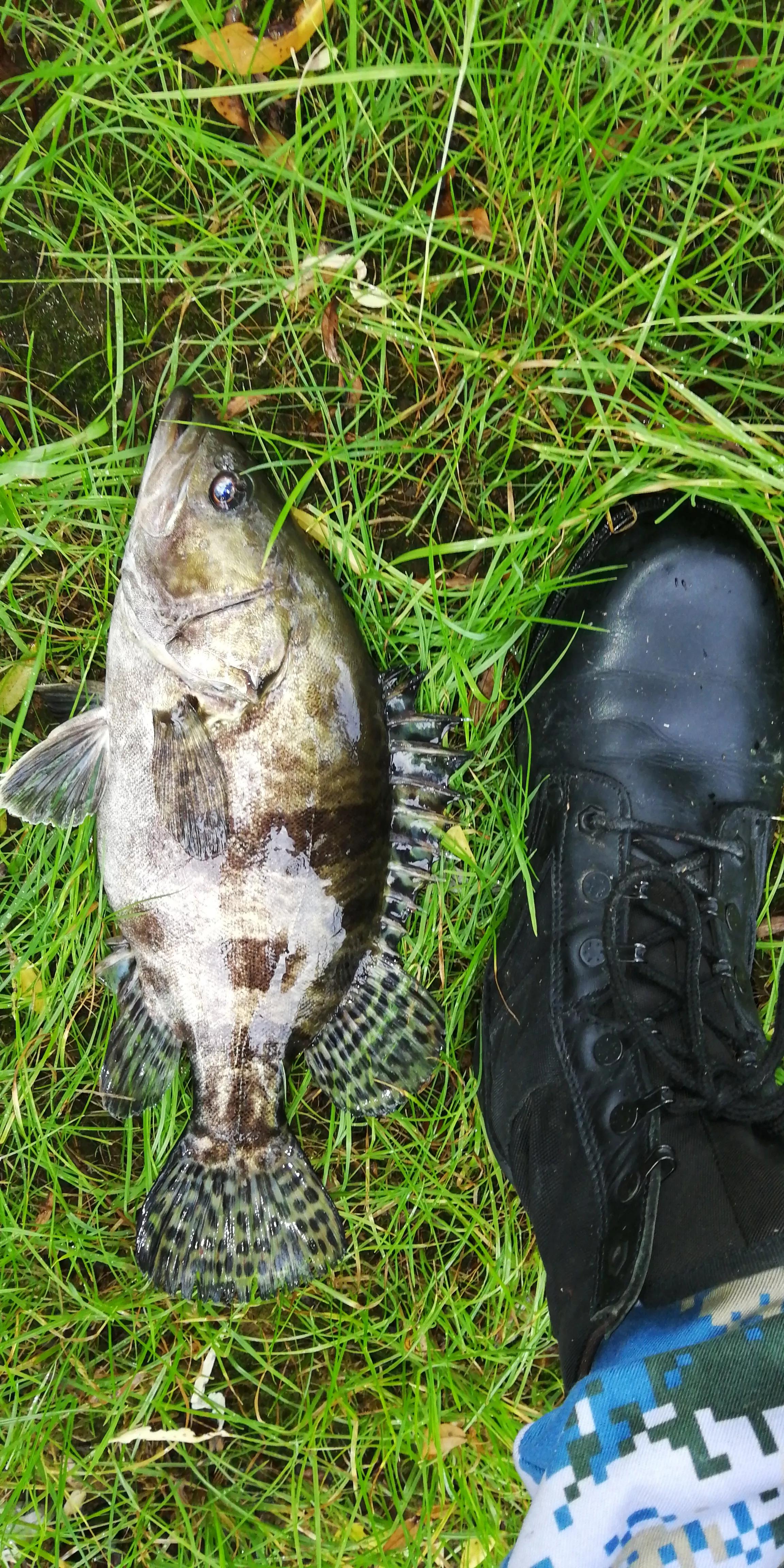 桑枝作钓竿，继续战老鳜