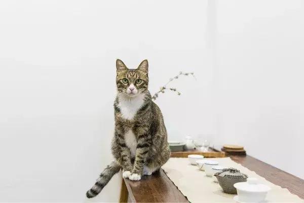 如果猫咪走丢了报警可以吗,猫咪走丢了如何把猫咪找回