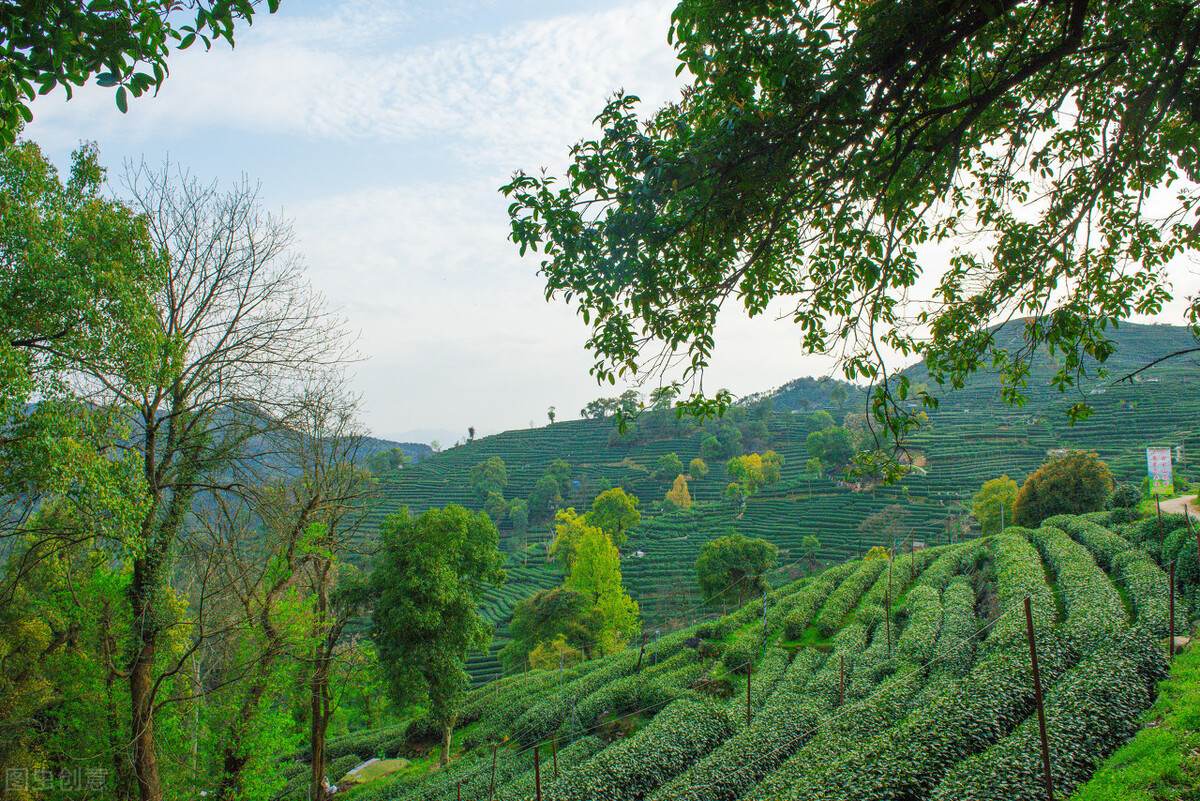 西湖龙井的四大品牌,西湖龙井什么品牌最好