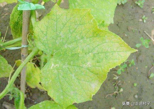 冬春茬黄瓜防萎蔫有办法,秋季黄瓜高温死苗怎么办