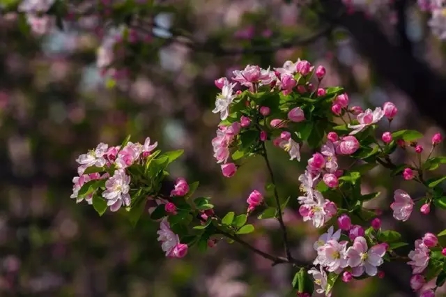 今日清明诗词大全,简单易懂清明诗词