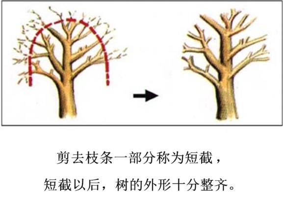 最全最完整的园林植物整形修剪技术规范(转自农林慧小妹,收藏)