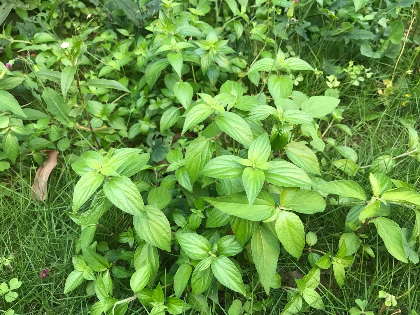 雾水葛治病民间偏方,查草药雾水葛的功能与主治