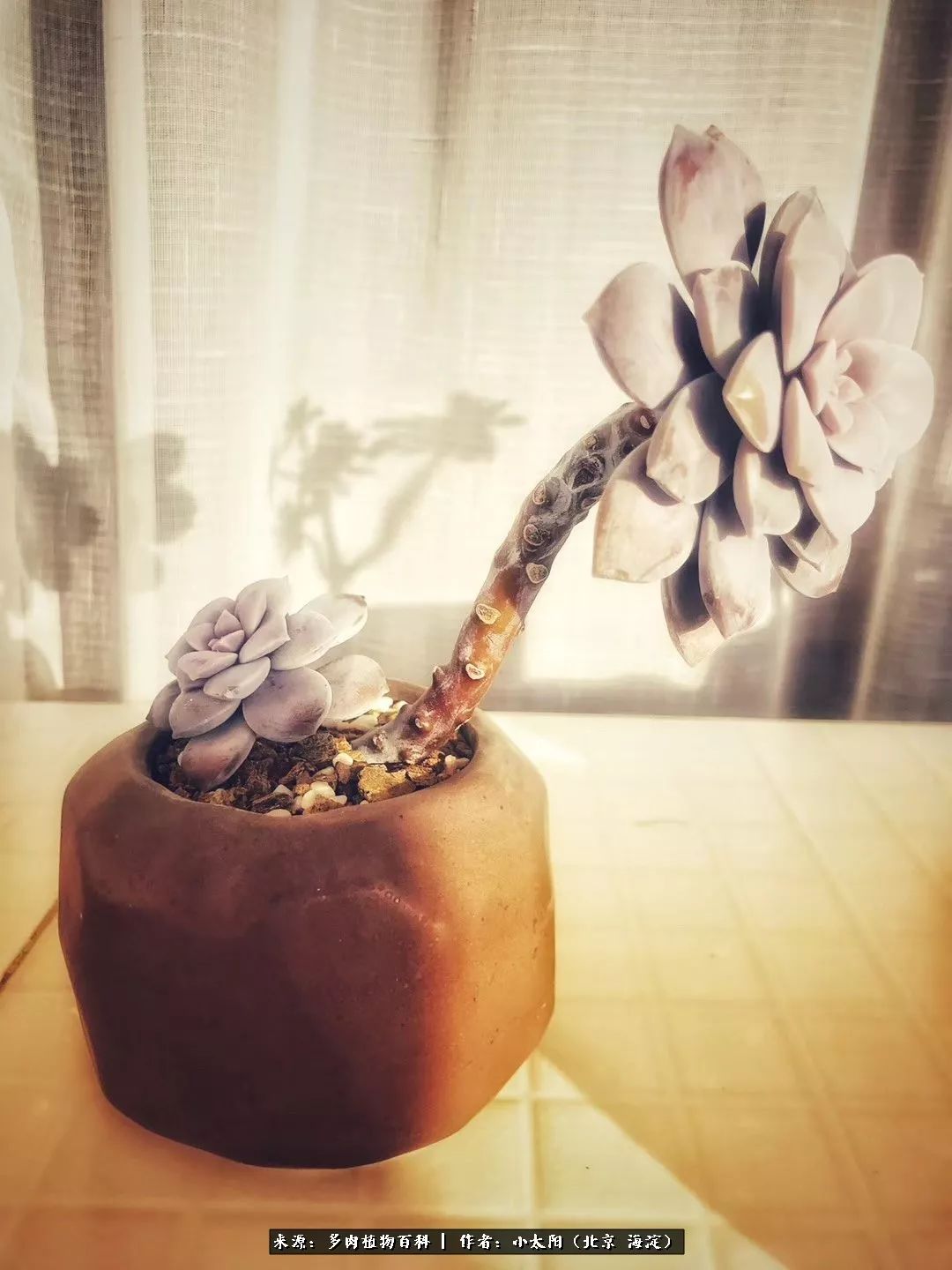 来自多肉的顽强生命力,与多肉朝夕相伴的美好时光