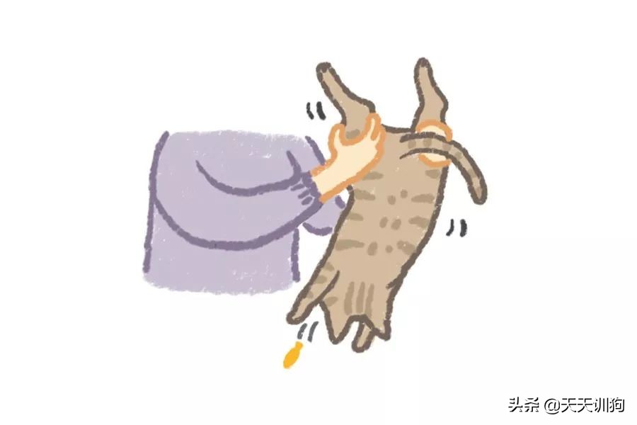 狗狗吞了牙签自救的方法,狗狗误吞异物排不出来怎么办