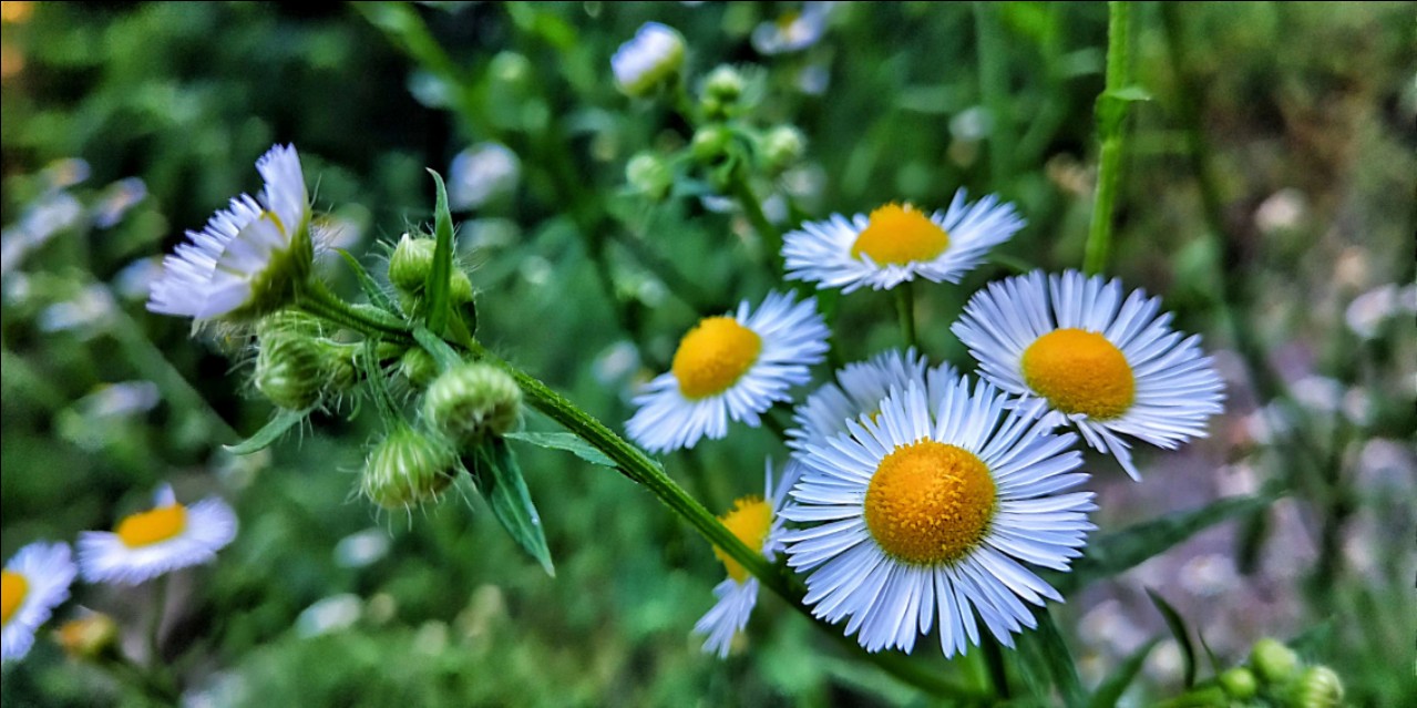 西安秦岭山下世外桃源,秦岭深处世外桃源图片