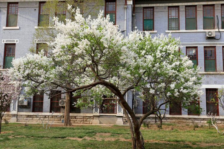 百年山东看青岛千年齐鲁逛青州,山东大学趵突泉景区