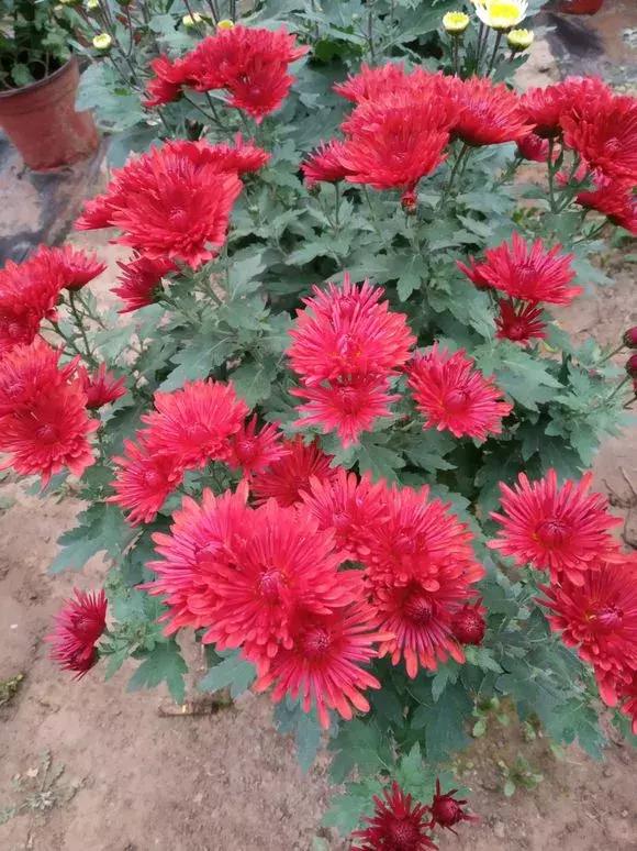 菊花的花蔫了怎么办,菊花凋谢后如何再次开花