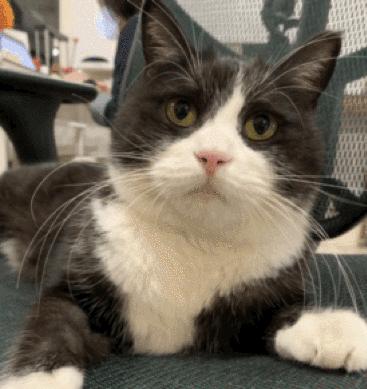 猫故事全集,猫故事小说