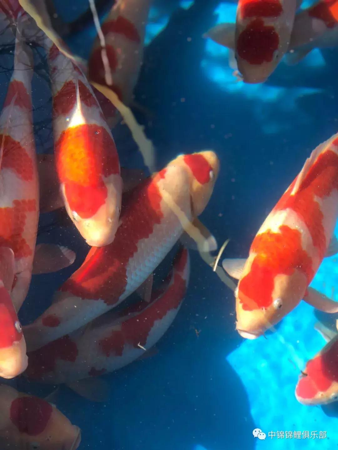 閿﹂菠鍠傞杩囧鏈変粈涔堢棁鐘跺悧,鏃ユ湰閿﹂菠鎬庝箞鍠傞