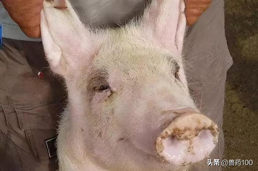 15种常见猪病及救命药物,知道的越多,养猪赚的越多