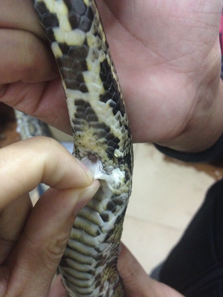 40斤大蟒蛇潜入村民养殖场,60斤巨蟒可以吞下人吗