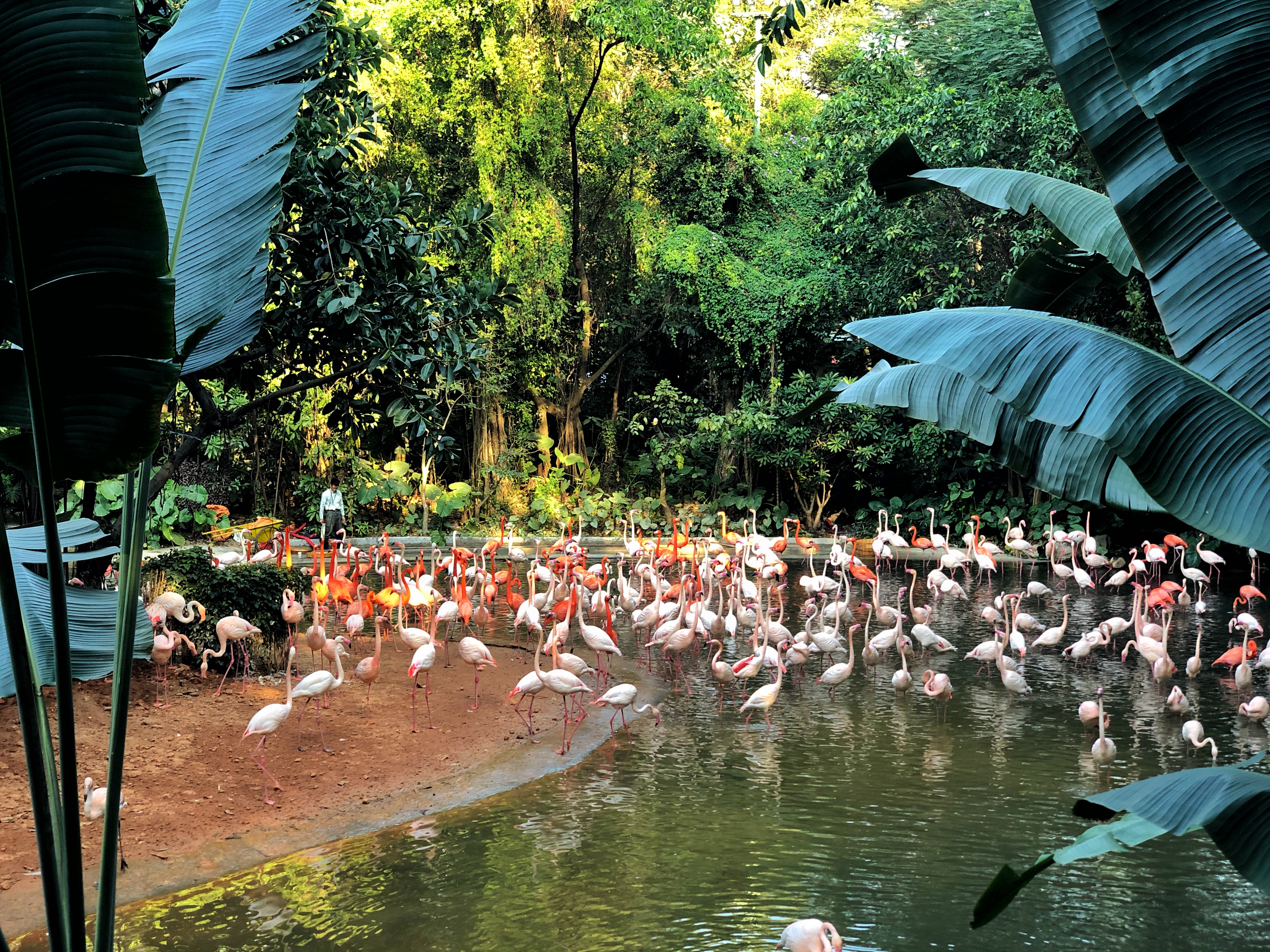 打卡国内热门榜1亲子游--广州长隆旅行攻略附带震撼价格！