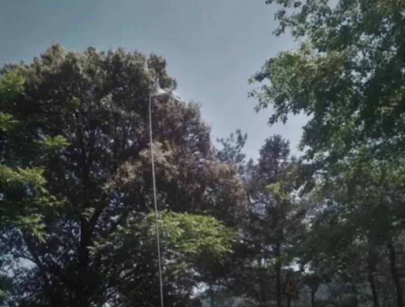 最新物种天牛,中国发现天牛物种