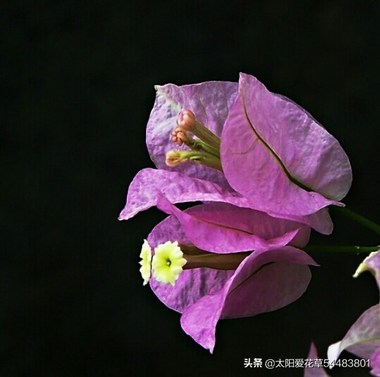 对光照要求不高的三角梅品种,阳台光照不足怎样让三角梅开花