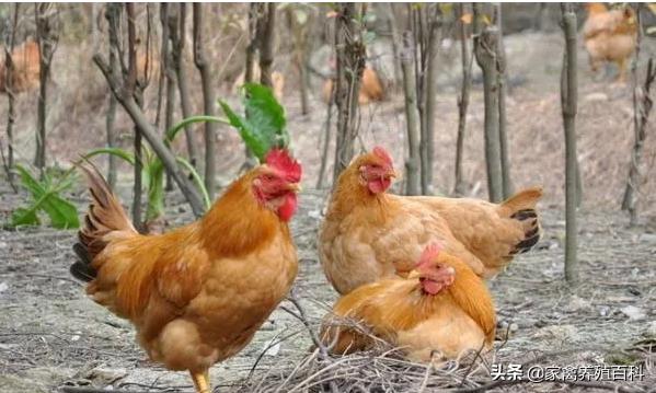 鸡脚软是怎么回事?吃什么才能对症下药?