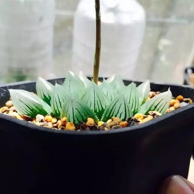 水晶的多肉植物有哪些品种,像水晶的多肉植物图片