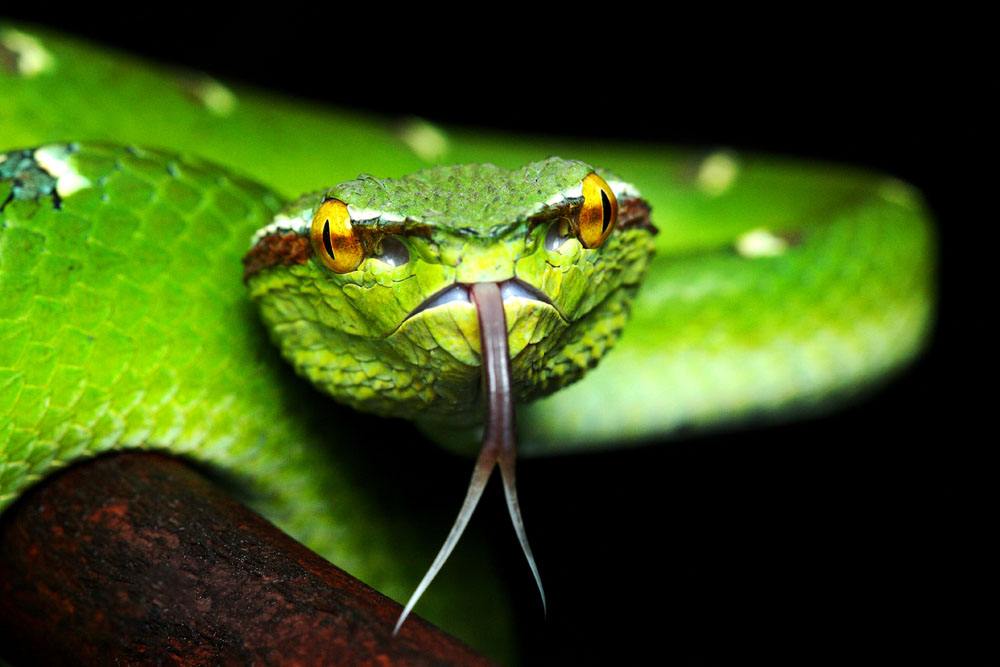 千奇百怪的动物眼睛，它们有各种各样的奇怪用途，和人眼相差甚远