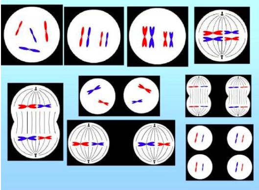无性生殖动物是怎样生殖的,有性生殖的动物能进行无性生殖吗