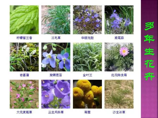 花卉大全500种观叶植物名称,1332种常见花卉植物图谱