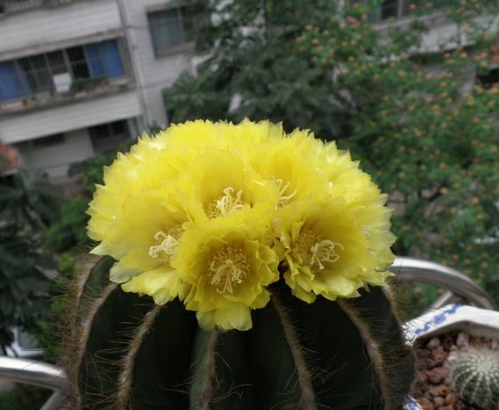 “常年丑貌君不问，一日花红万户惊”——仙人掌的产地及精品赏析