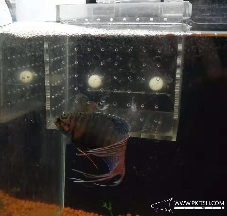 中国斗鱼繁殖直播教程视频,繁殖中国斗鱼要多大的鱼缸