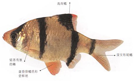 鱼百科动画,鱼百科大全图片