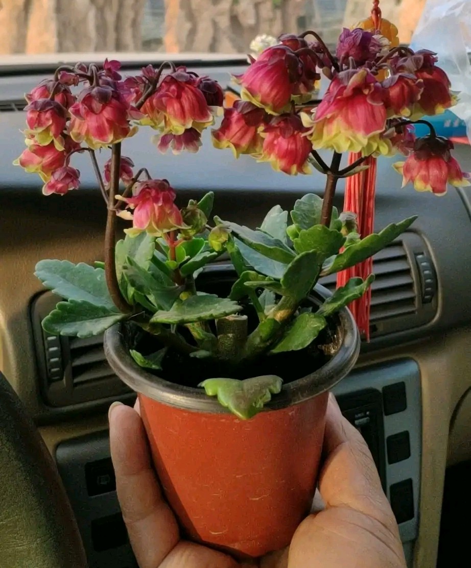 长寿花单瓣品种大全,长寿花100种颜色图片