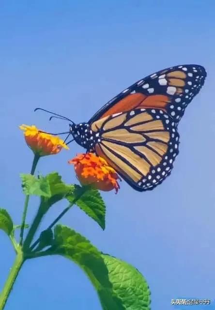 老济宁谚语,济宁老方言视频