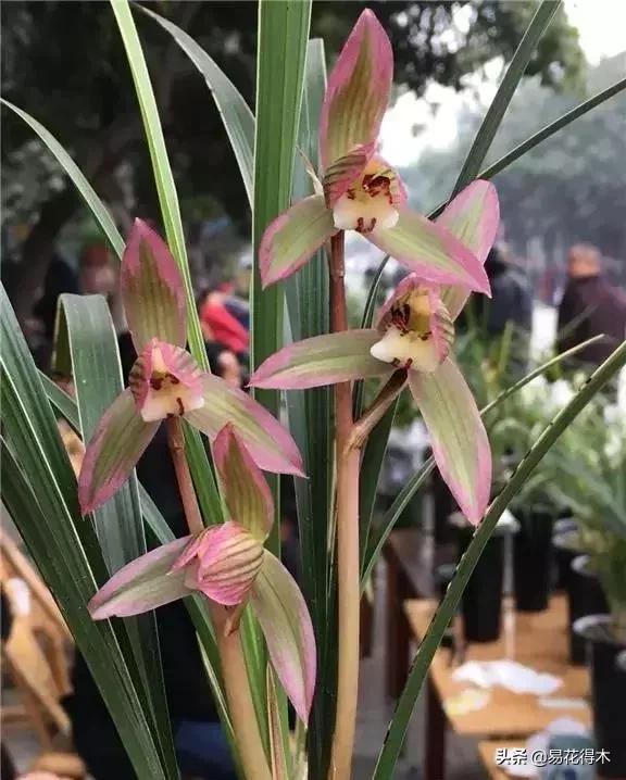 春兰春剑送春莲瓣兰蕙兰怎么分别,蕙兰春兰春剑莲瓣兰对光照的要求