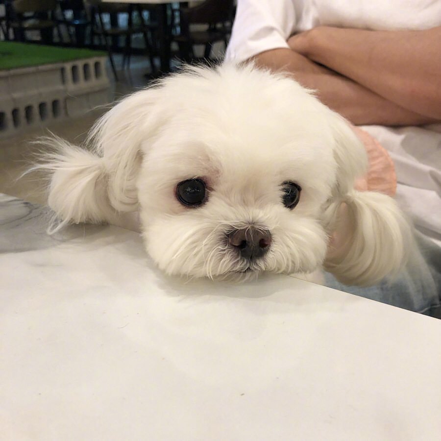 又温顺又适合孩子养的小狗,能抱的小狗狗可以养哪些