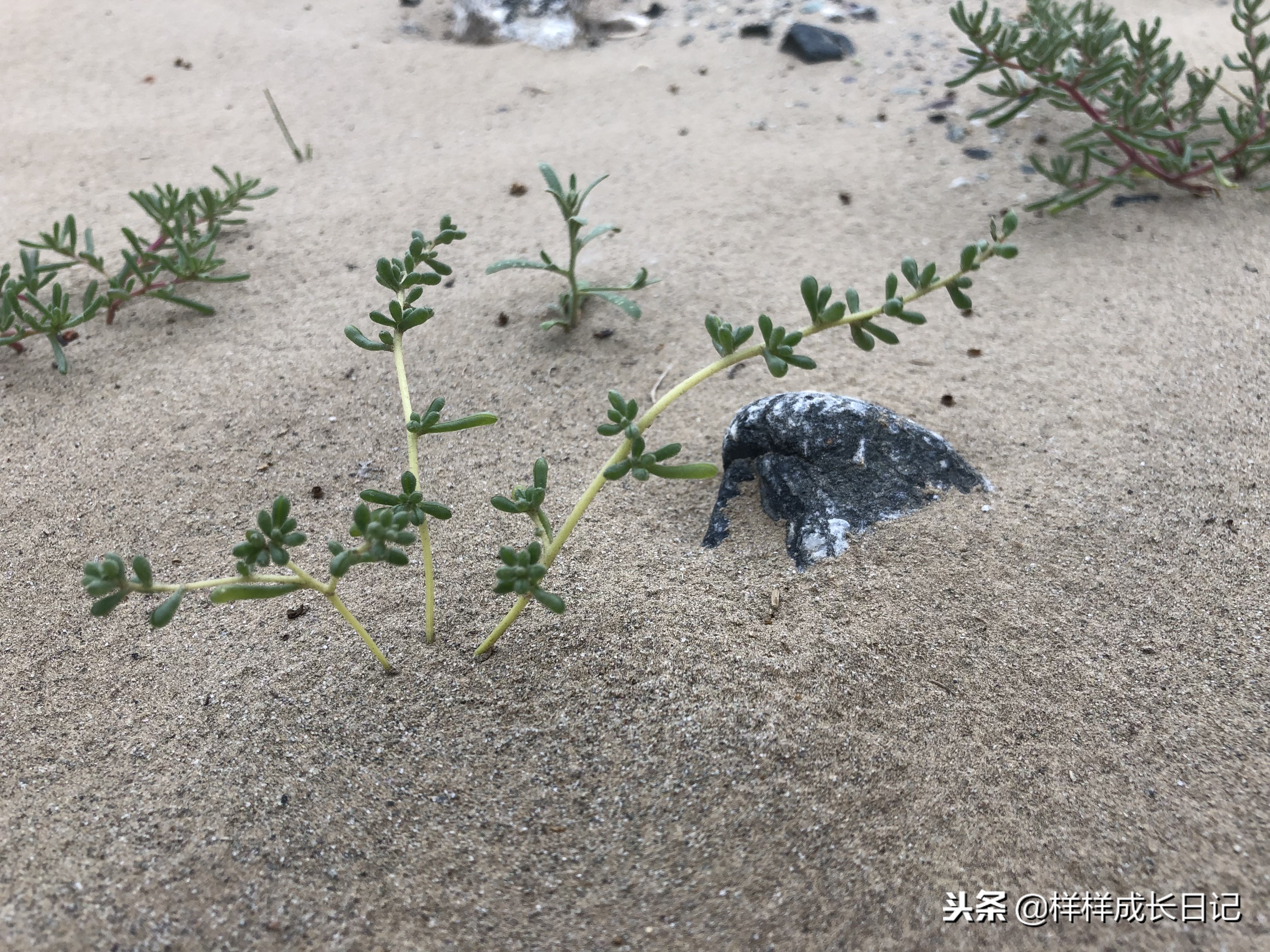 最新版新藏线叶城拉萨骑行攻略,219新藏线自驾游从叶城出发