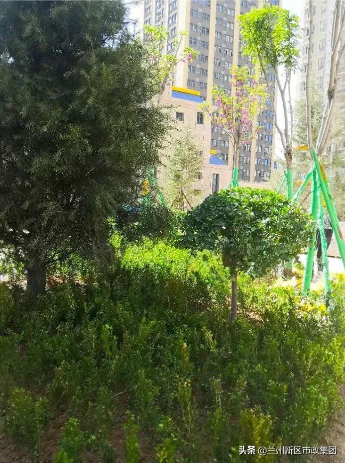 鍏板窞鏂板尯涔惧厓閲戞捣鍥介檯鍥灄缁垮寲,鍖犲績甯傛斂