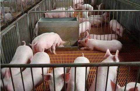 未来三年养猪前景最好的方法,养猪赚钱的核心是什么